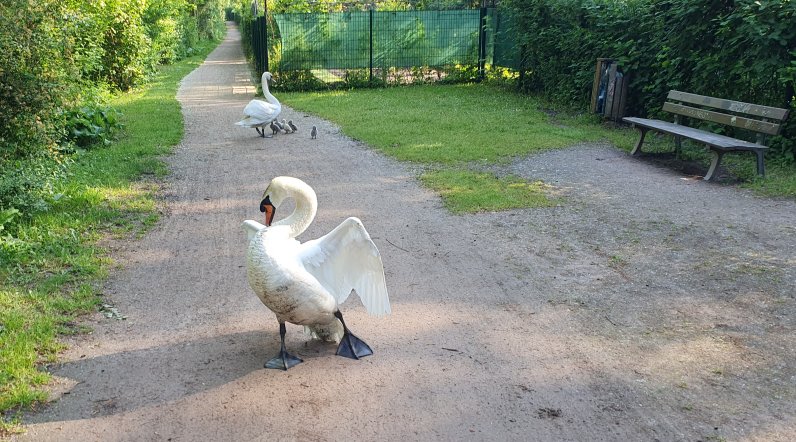 Sauvez les jardins du Glacis