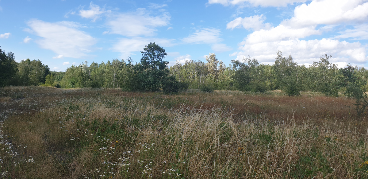 Sauvons "les friches de la gare d'Ans" zone de nature qui repris ses droits